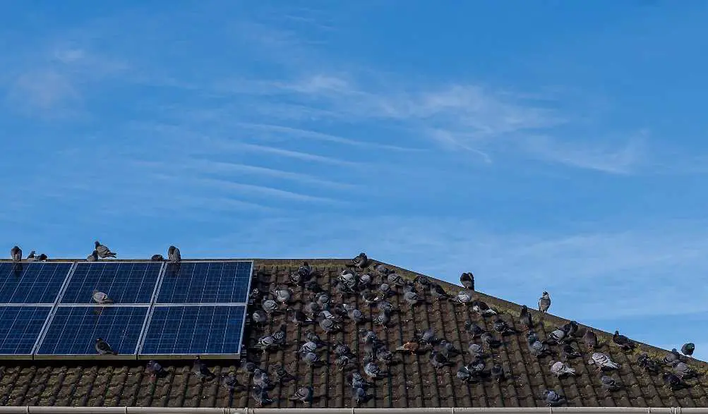 tauben_pv_anlage Tauben auf einem Dach mit PV-Anlage